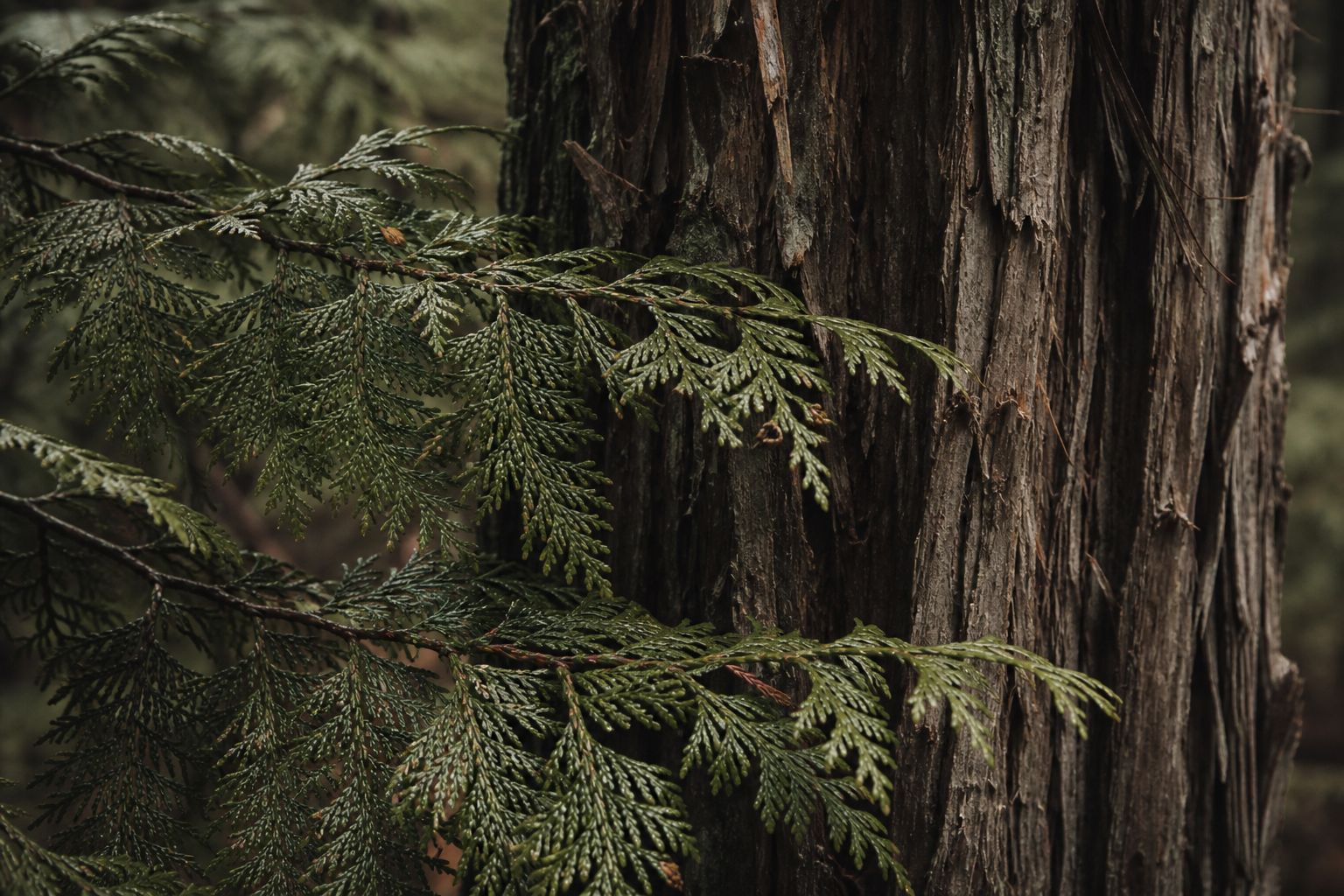 Northern White Cedar foliage in the Northwoods