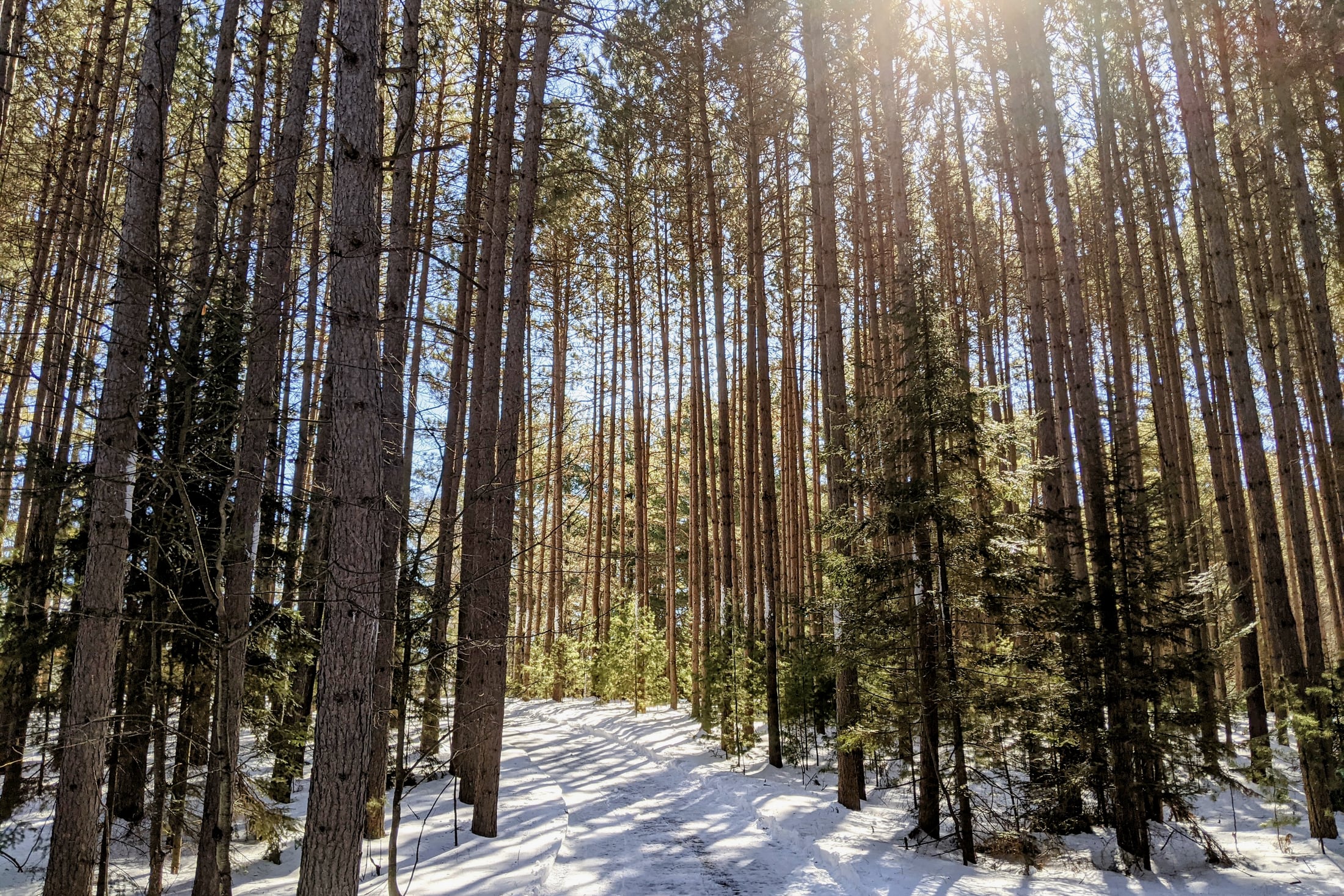 Sunlit winter trail through northern pines